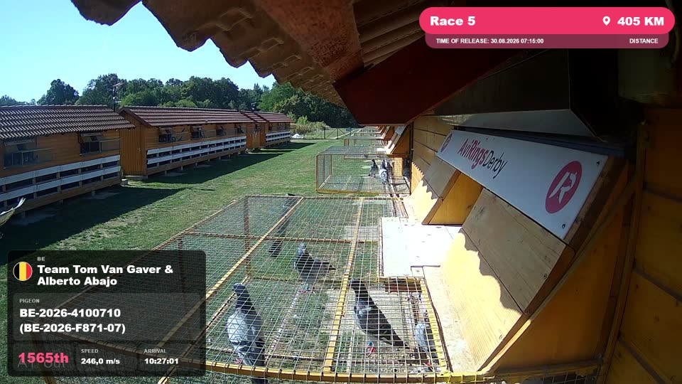 Pigeon Arrival Image For Race Race 5