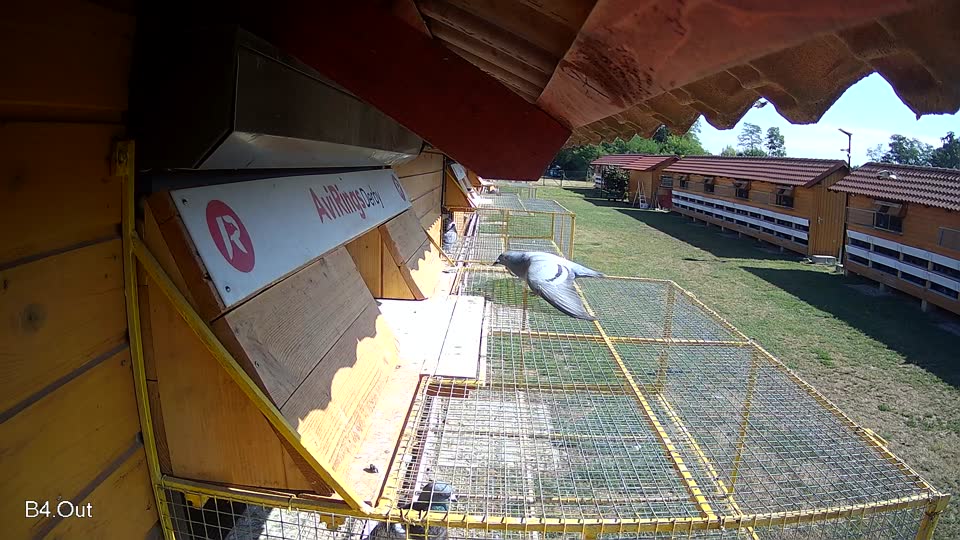 Pigeon Arrival Image For Race Race 2