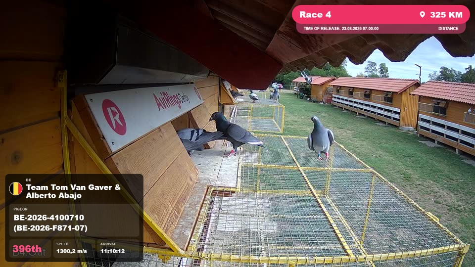 Pigeon Arrival Image For Race Race 4