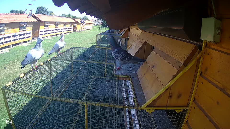 Pigeon Arrival Image For Race Race 2