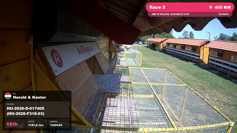 Pigeon Arrival Image For Race Race 5