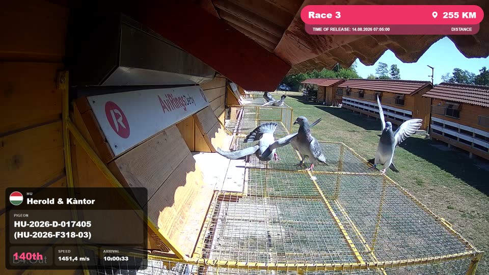 Pigeon Arrival Image For Race Race 3