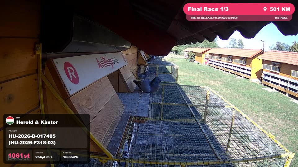 Pigeon Arrival Image For Race Final Race 1/3