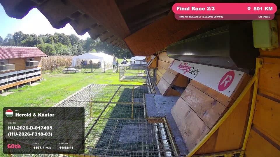 Pigeon Arrival Image For Race Final Race 2/3