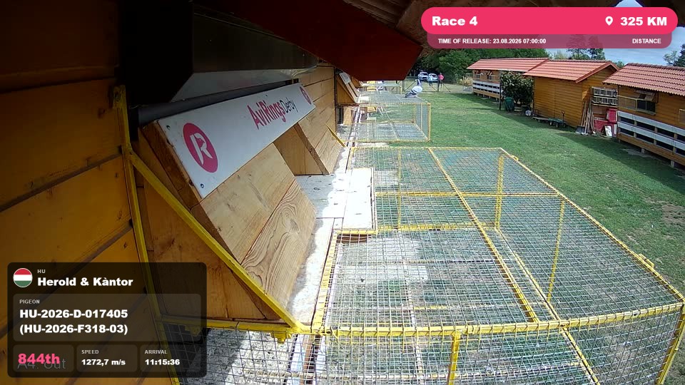 Pigeon Arrival Image For Race Race 4