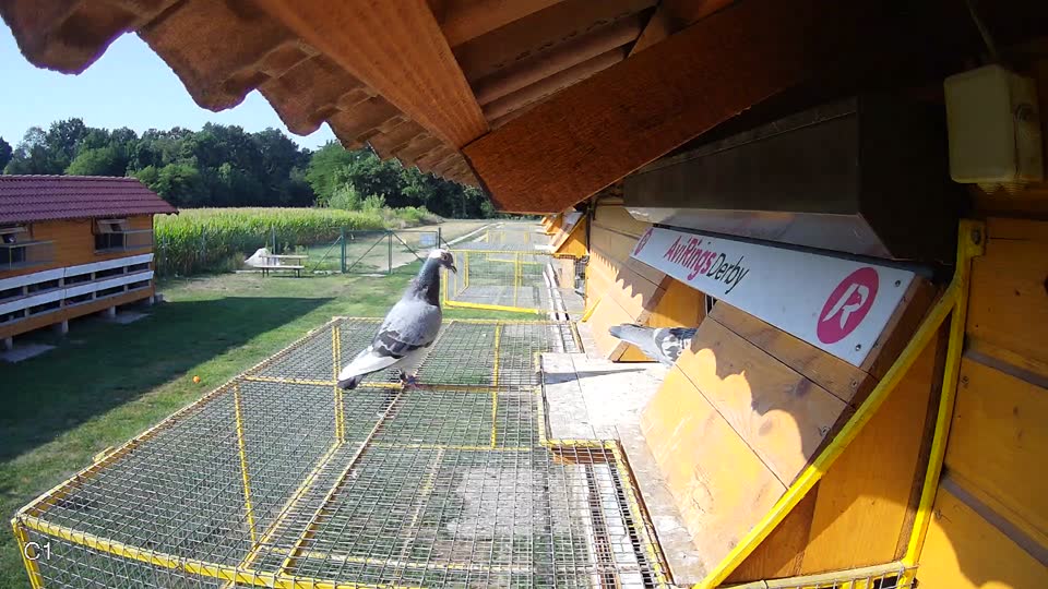 Pigeon Arrival Image For Race Race 1