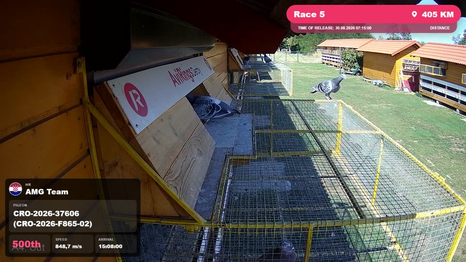 Pigeon Arrival Image For Race Race 5