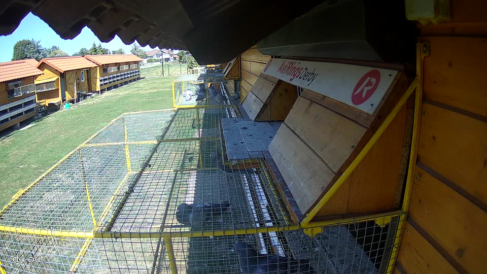 Pigeon Arrival Image For Race Final Race 1/3