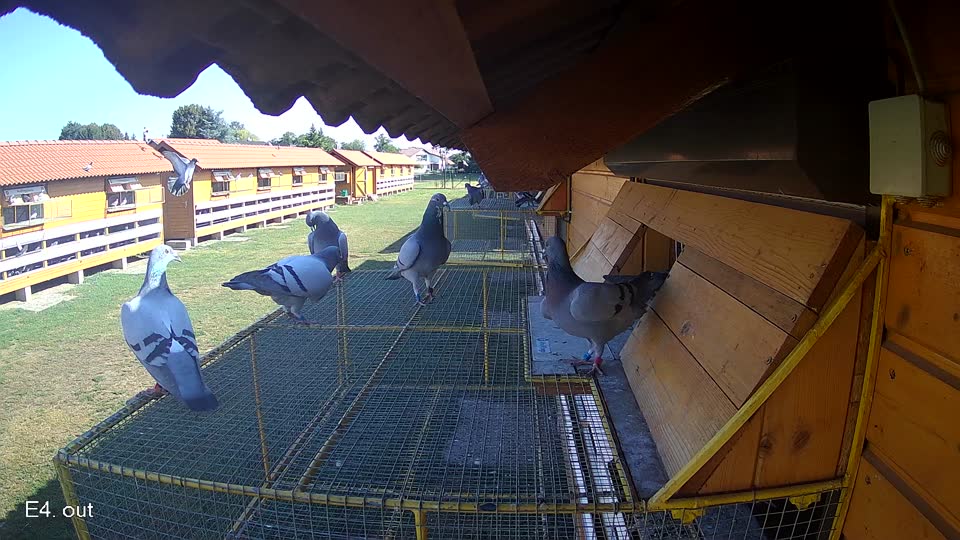 Pigeon Arrival Image For Race Race 2