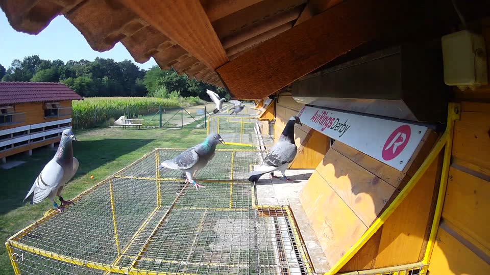Pigeon Arrival Image For Race Race 1