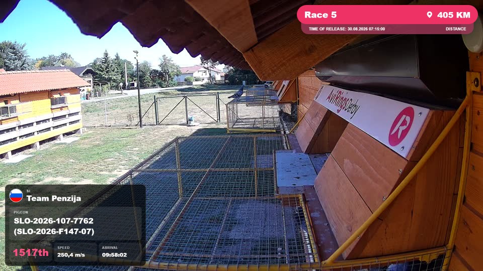 Pigeon Arrival Image For Race Race 5