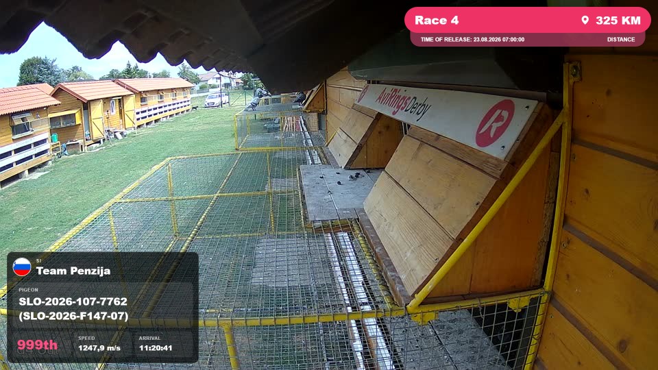 Pigeon Arrival Image For Race Race 4