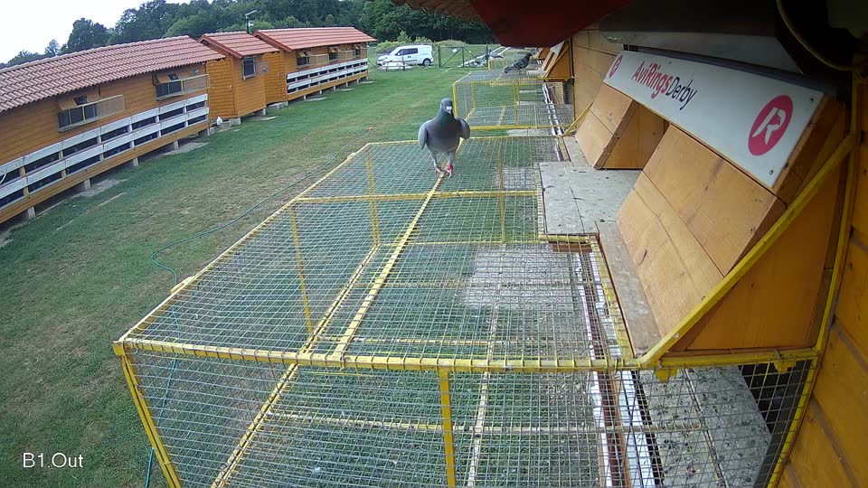 Pigeon Arrival Image For Race Race 3