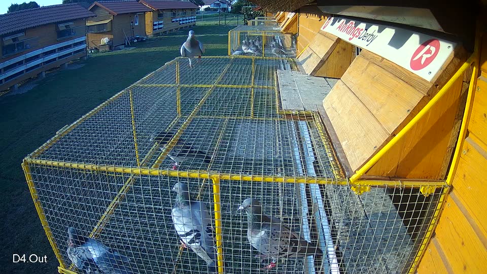 Pigeon Arrival Image For Race Race 3