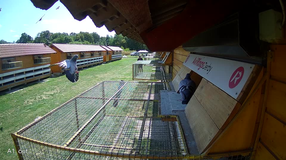Pigeon Arrival Image For Race Race 5