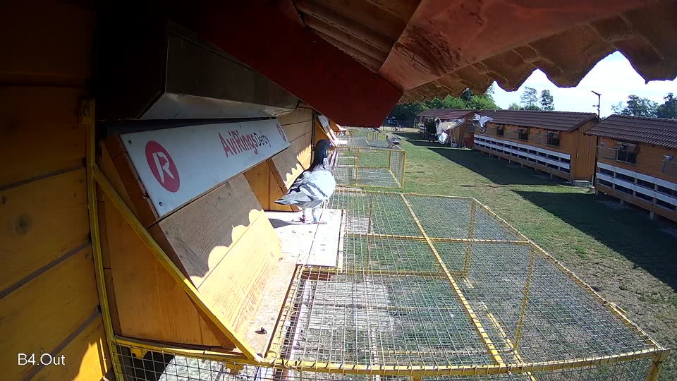 Pigeon Arrival Image For Race Race 2