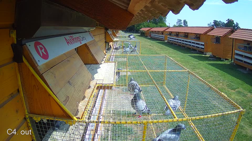 Pigeon Arrival Image For Race Race 1
