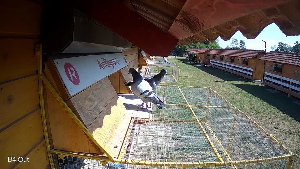 Pigeon Arrival Image For Race Race 2