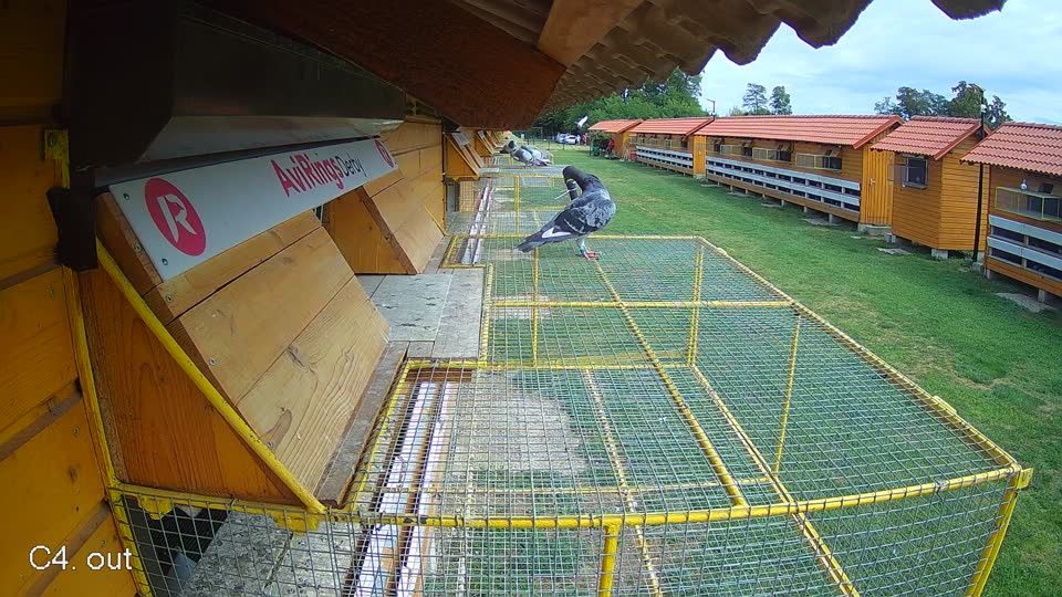 Pigeon Arrival Image For Race Race 4
