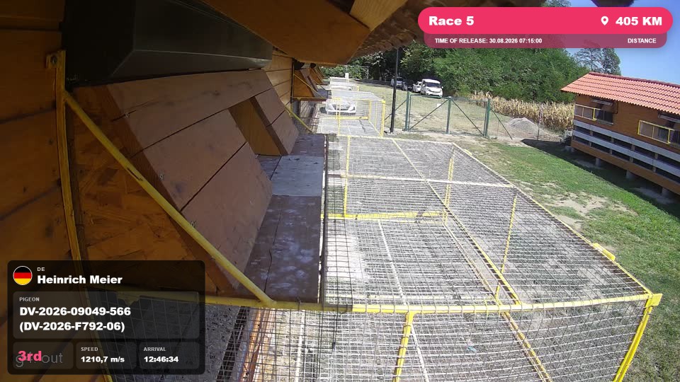 Pigeon Arrival Image For Race Race 5