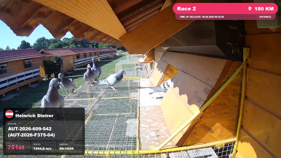 Pigeon Arrival Image For Race Race 2