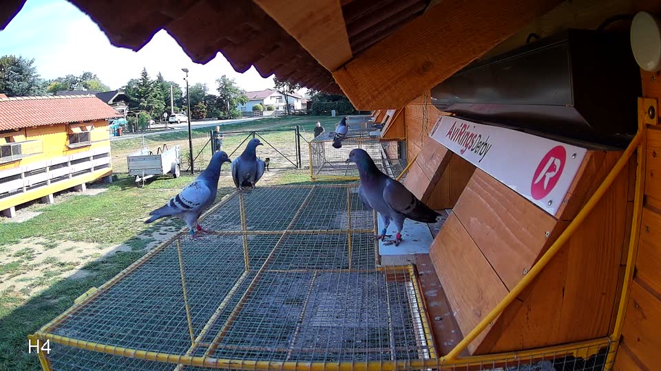 Pigeon Arrival Image For Race Race 1
