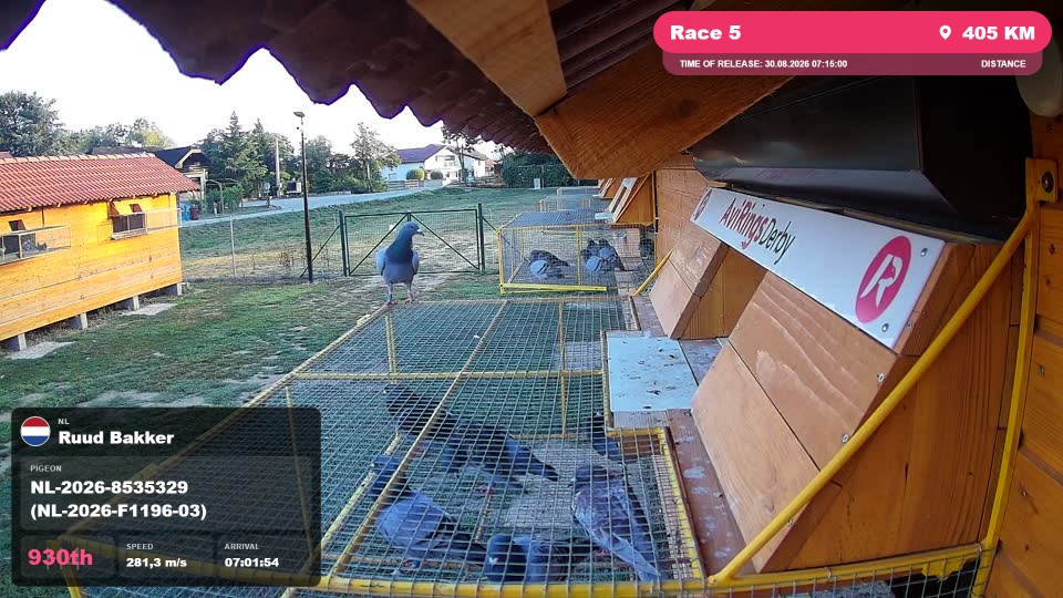 Pigeon Arrival Image For Race Race 5