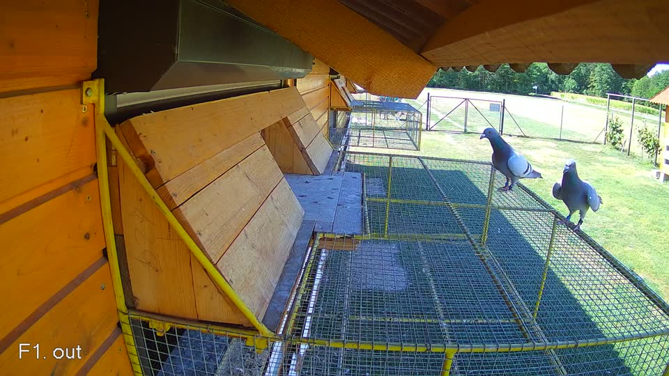 Pigeon Arrival Image For Race Race 3