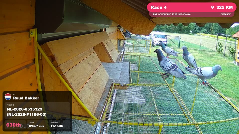 Pigeon Arrival Image For Race Race 4