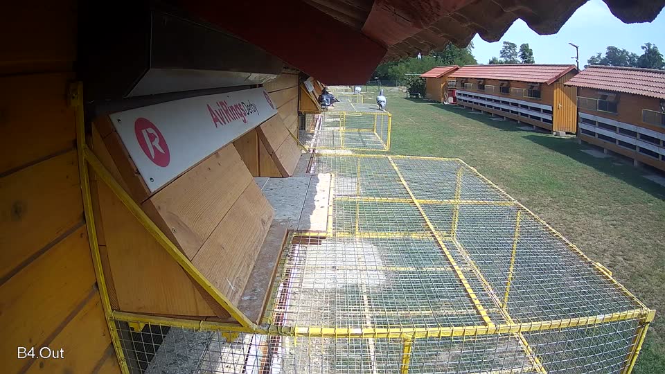 Pigeon Arrival Image For Race Race 4
