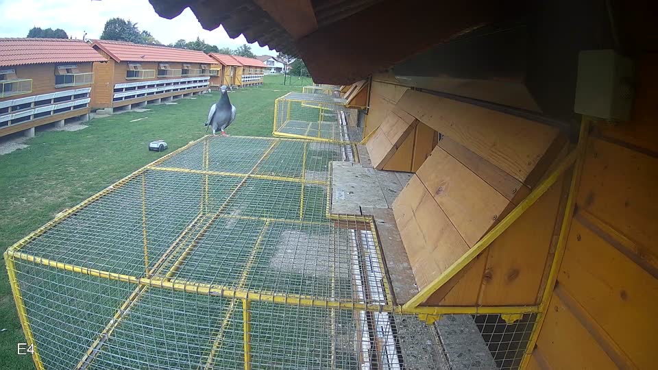 Pigeon Arrival Image For Race Race 6