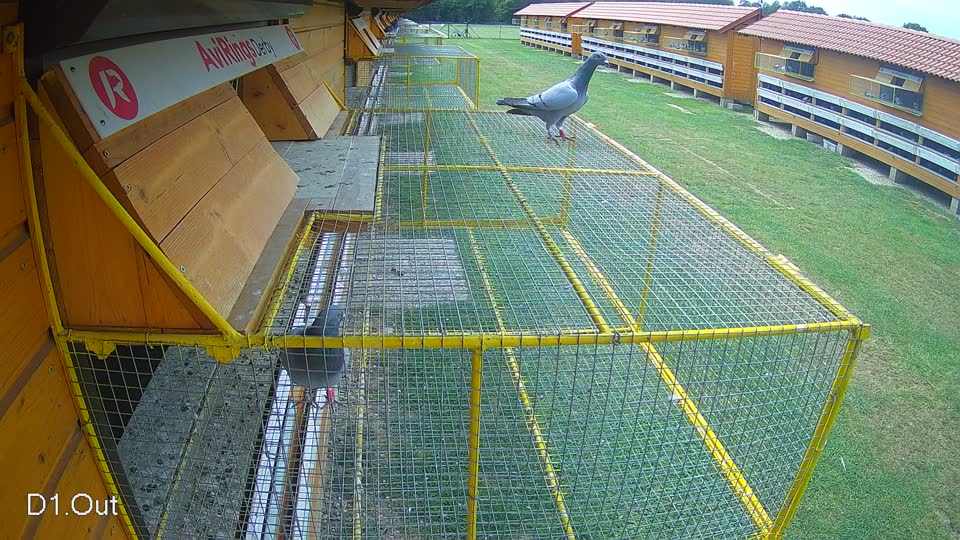 Pigeon Arrival Image For Race Race 3