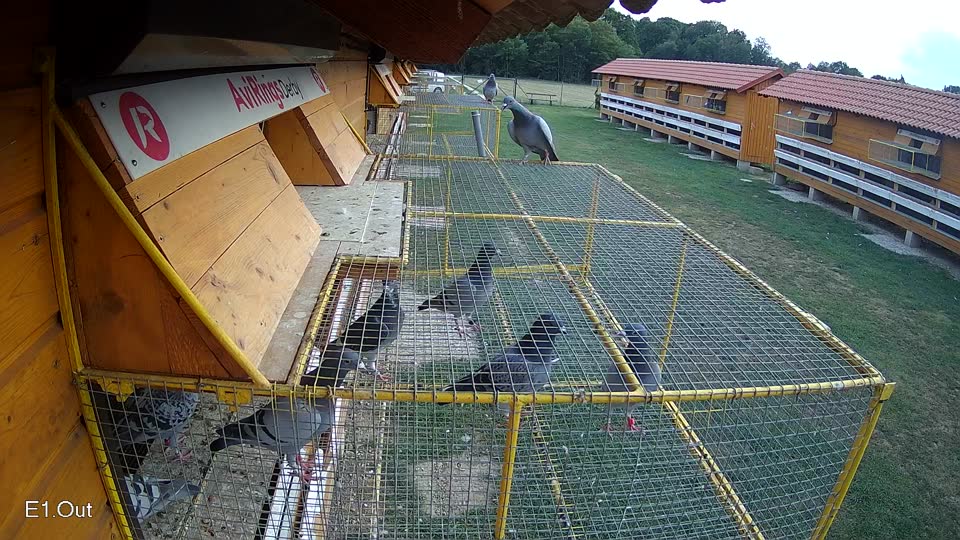 Pigeon Arrival Image For Race Race 4