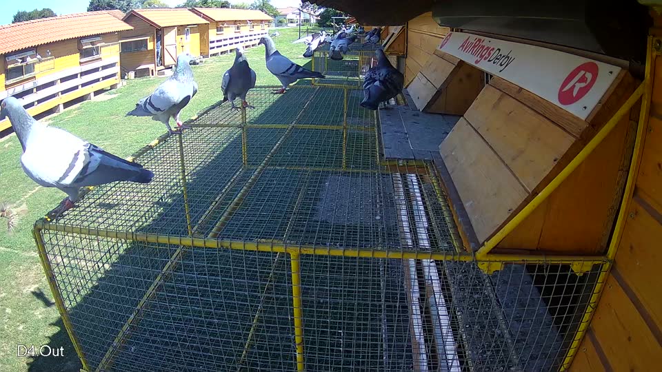 Pigeon Arrival Image For Race Race 2