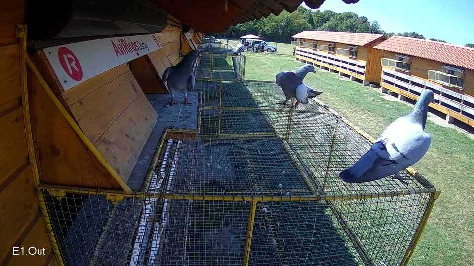 Pigeon Arrival Image For Race Race 5