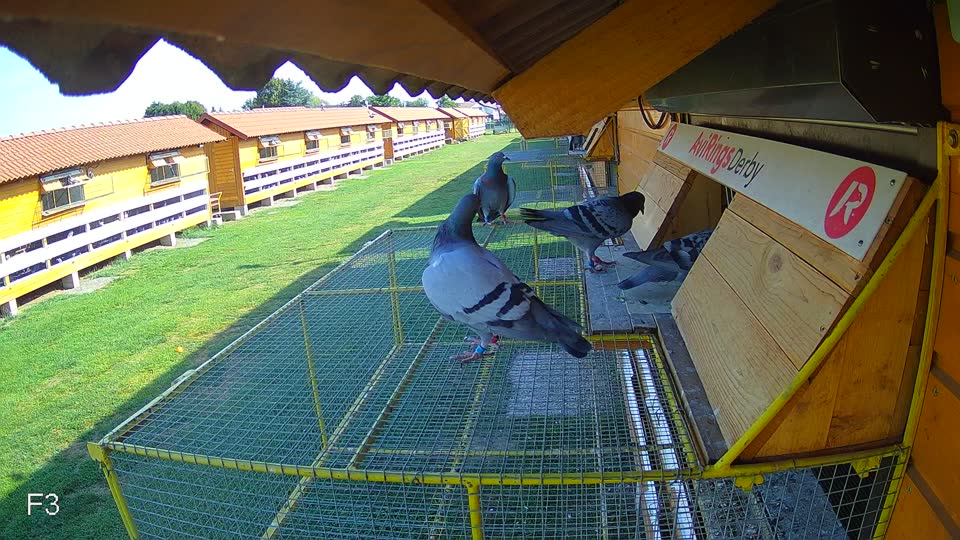Pigeon Arrival Image For Race Race 1
