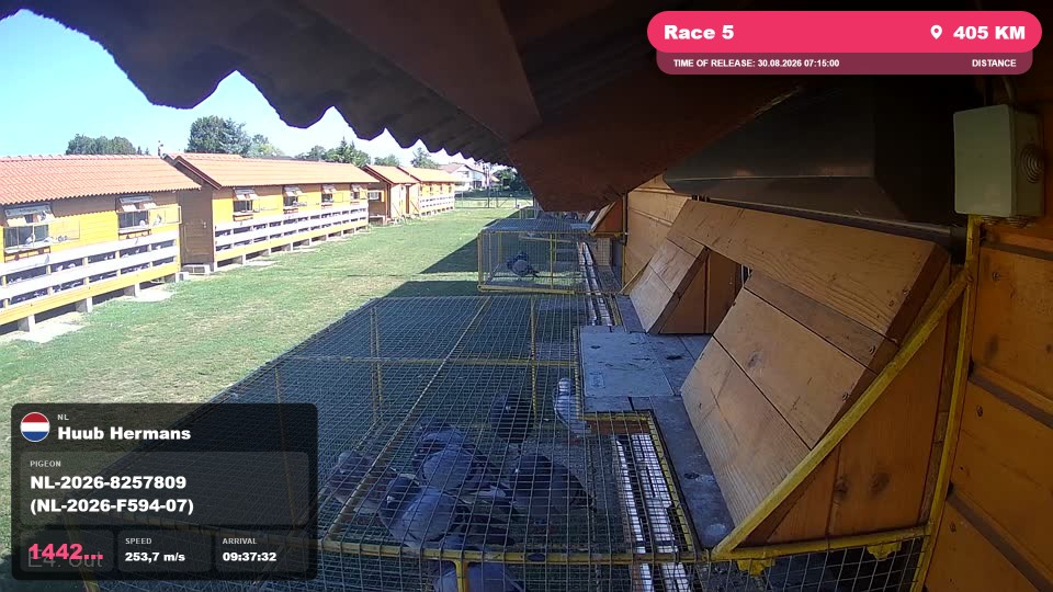 Pigeon Arrival Image For Race Race 5