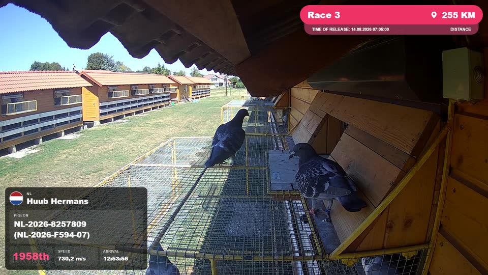 Pigeon Arrival Image For Race Race 3
