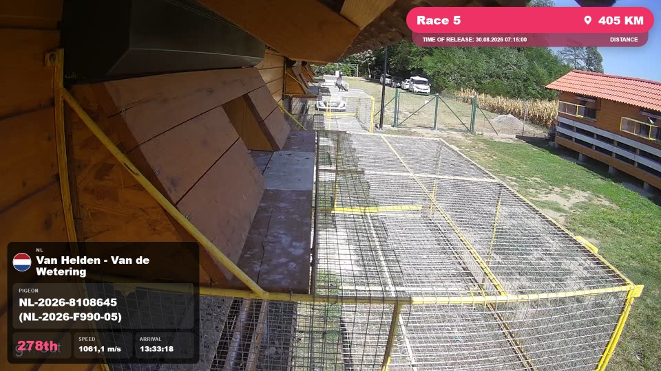 Pigeon Arrival Image For Race Race 5
