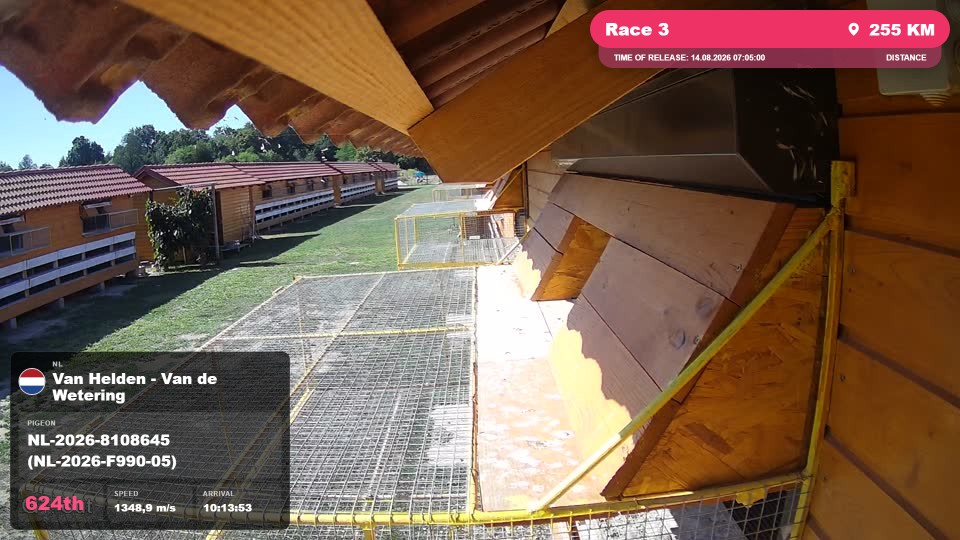 Pigeon Arrival Image For Race Race 3