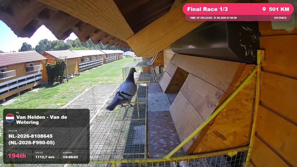 Pigeon Arrival Image For Race Final Race 1/3