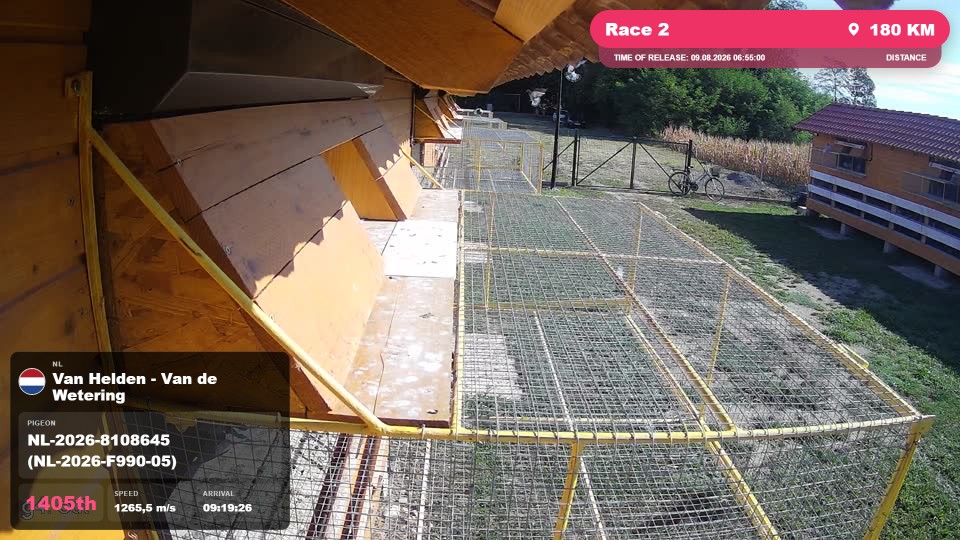 Pigeon Arrival Image For Race Race 2