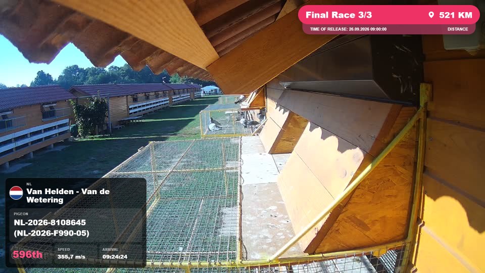 Pigeon Arrival Image For Race Final Race 3/3