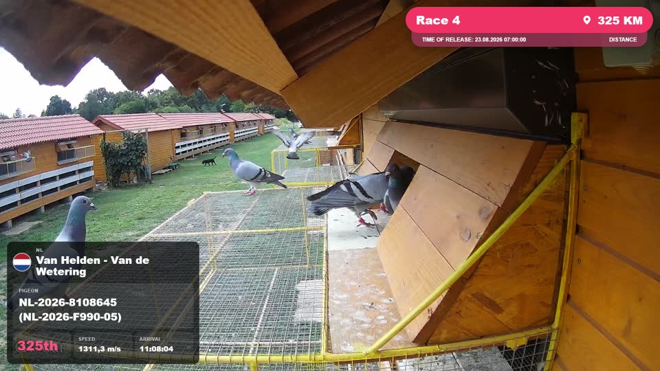 Pigeon Arrival Image For Race Race 4