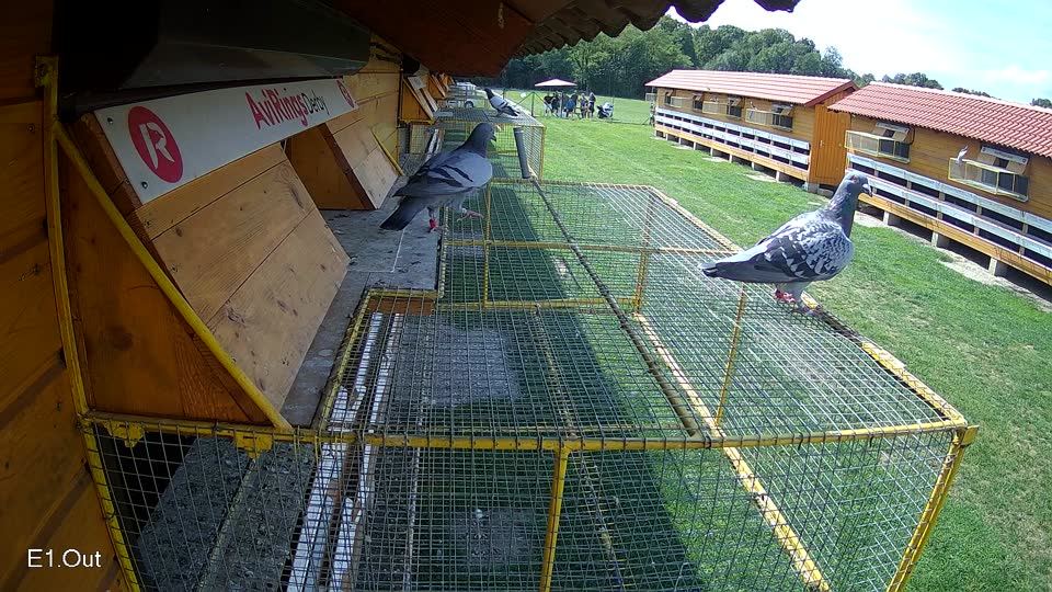 Pigeon Arrival Image For Race Race 6