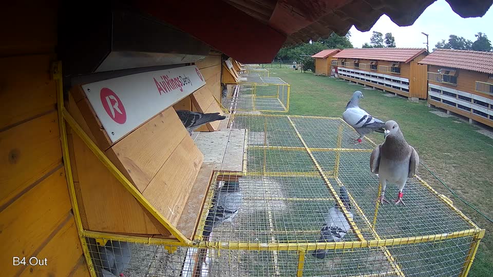 Pigeon Arrival Image For Race Race 3