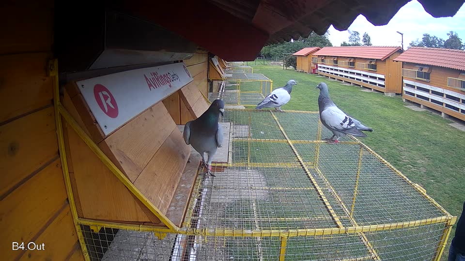 Pigeon Arrival Image For Race Final race 3