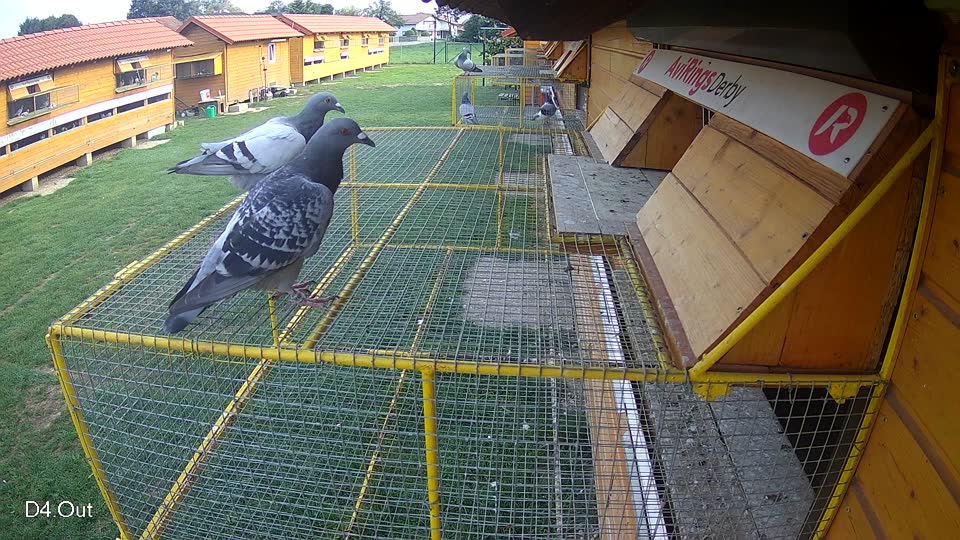 Pigeon Arrival Image For Race Final race 1