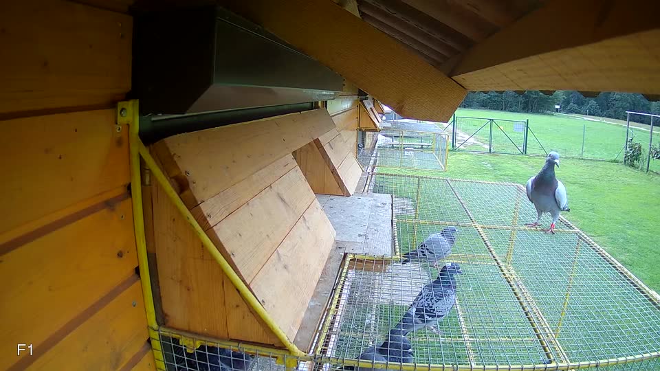 Pigeon Arrival Image For Race Final race 2