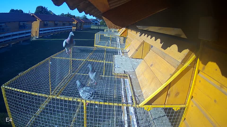 Pigeon Arrival Image For Race Race 5